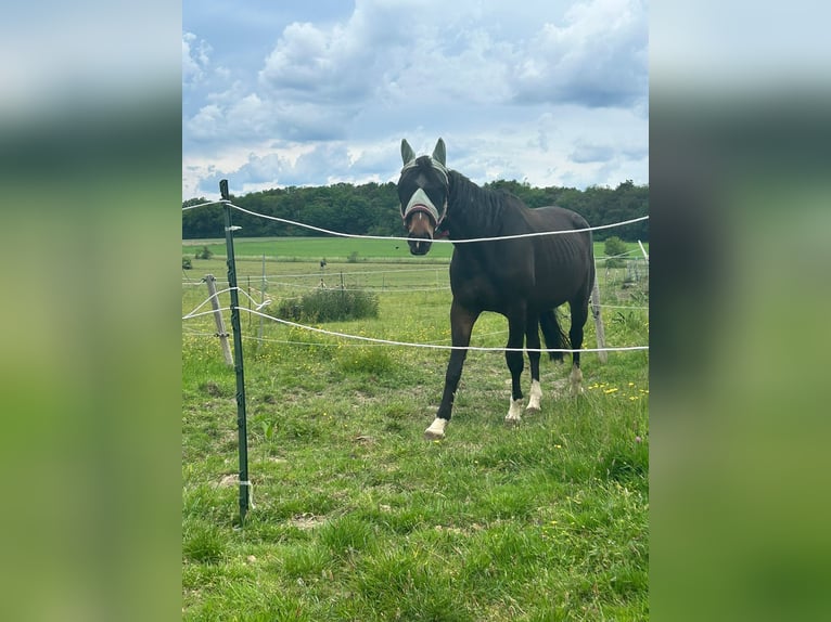 Westfale Wallach 11 Jahre 163 cm Dunkelbrauner in Schmitten