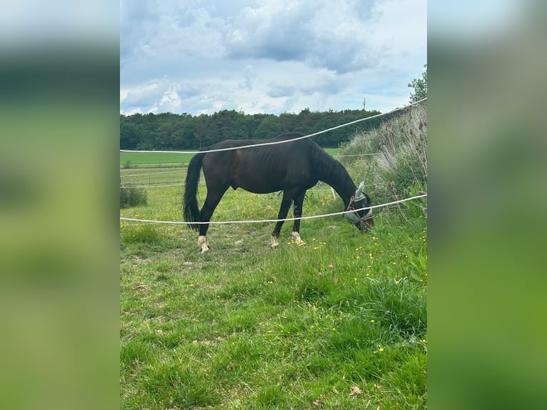 Westfale Wallach 11 Jahre 163 cm Dunkelbrauner in Schmitten