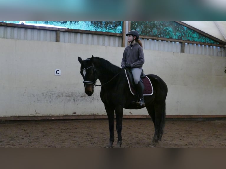 Westfale Wallach 11 Jahre 163 cm Dunkelbrauner in Schmitten