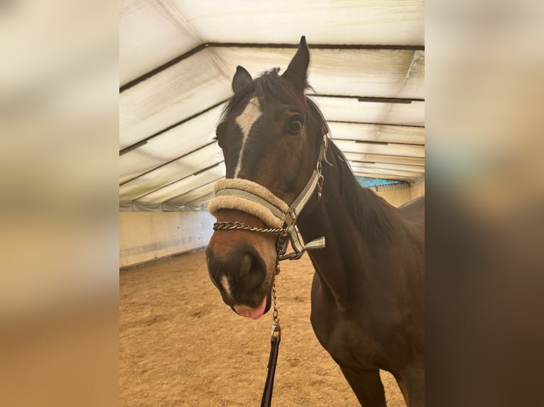 Westfale Wallach 11 Jahre 163 cm Dunkelbrauner in Schmitten