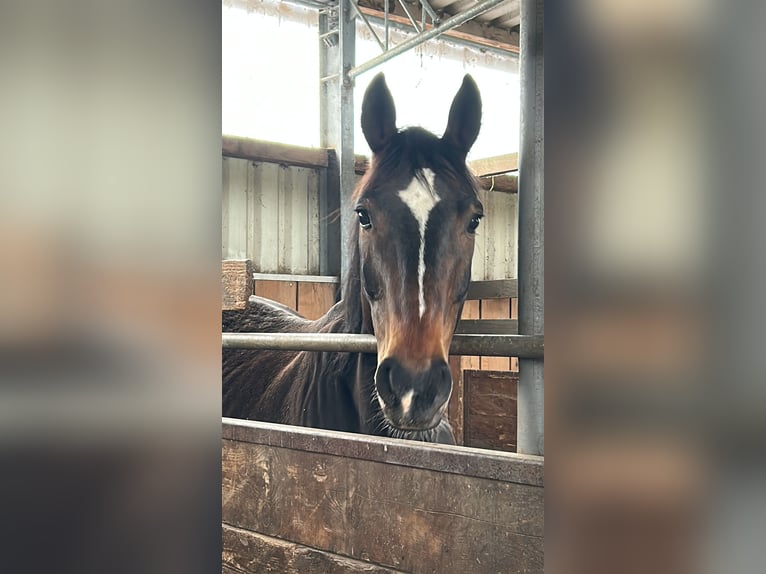 Westfale Wallach 11 Jahre 163 cm Dunkelbrauner in Schmitten