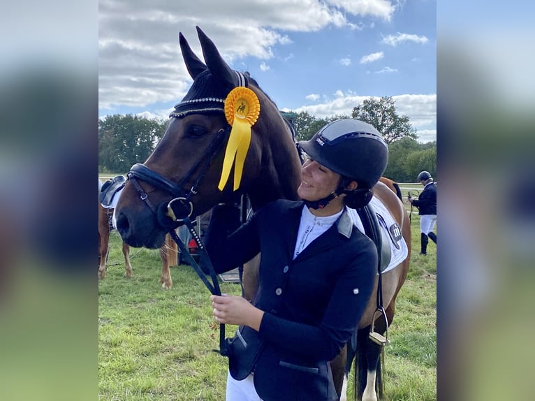 Westfale Wallach 11 Jahre 165 cm Brauner in Hamburg Lohbr&#xFC;gge