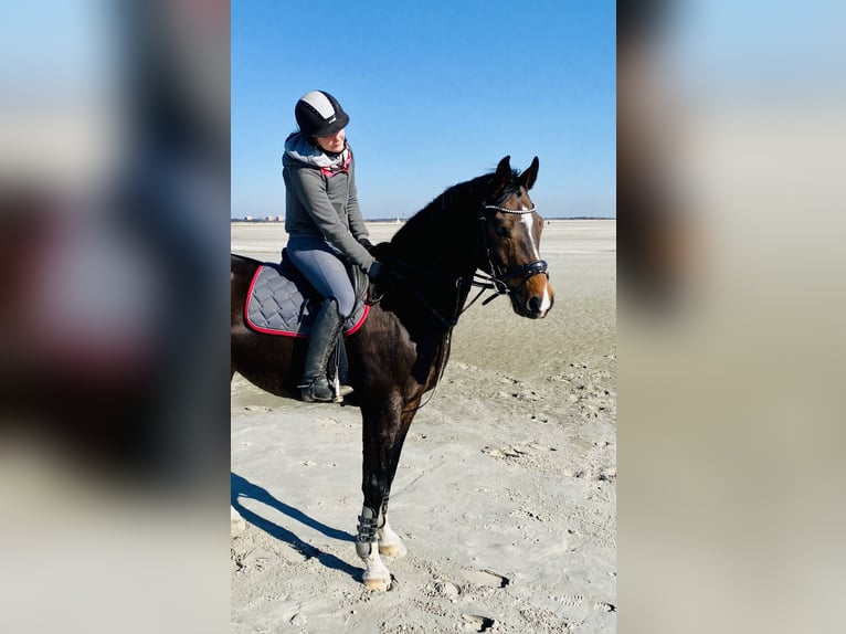 Westfale Wallach 11 Jahre 165 cm Brauner in Hamburg Lohbr&#xFC;gge