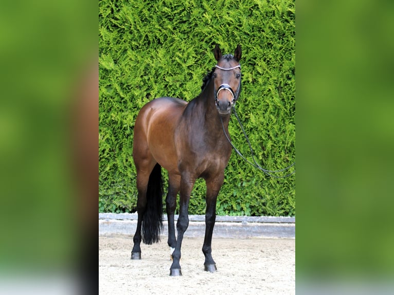 Westfale Wallach 11 Jahre 165 cm Dunkelbrauner in B&#xF6;nen