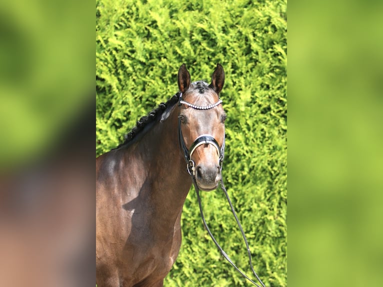 Westfale Wallach 11 Jahre 165 cm Dunkelbrauner in B&#xF6;nen