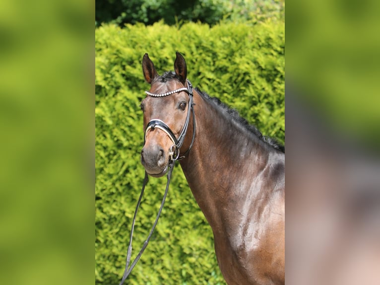 Westfale Wallach 11 Jahre 165 cm Dunkelbrauner in B&#xF6;nen