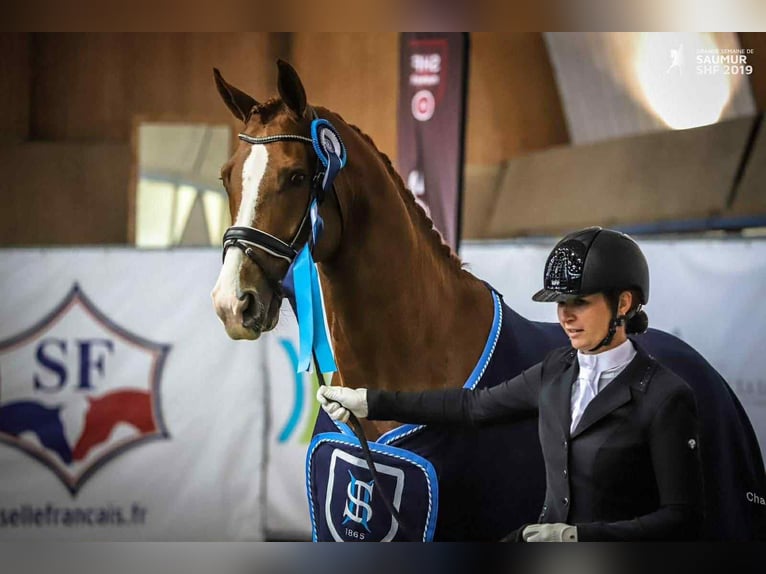 Westfale Wallach 11 Jahre 165 cm Fuchs in Saint Remy de provence