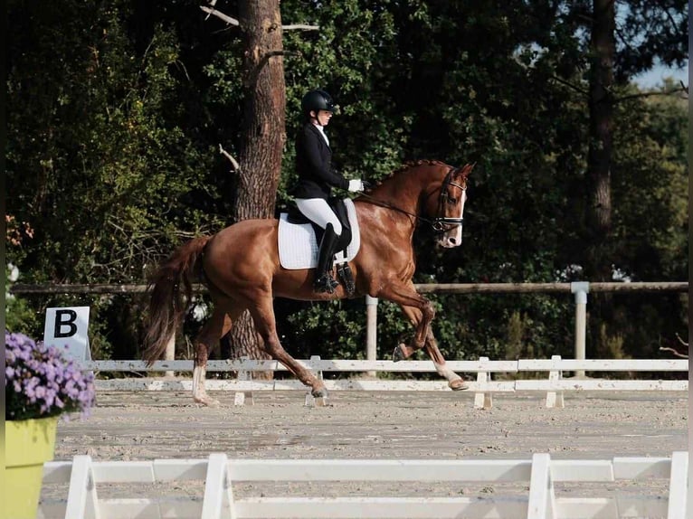 Westfale Wallach 11 Jahre 165 cm Fuchs in Saint Remy de provence