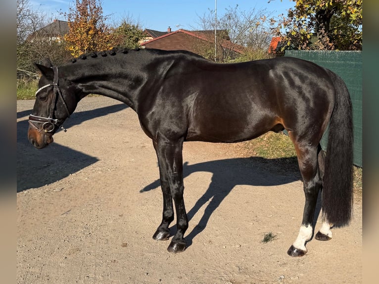 Westfale Wallach 11 Jahre 165 cm Rappe in Mladá Boleslav