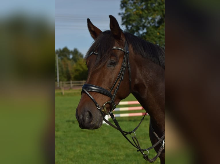 Westfale Wallach 11 Jahre 168 cm Dunkelbrauner in Osnabr&#xFC;ck
