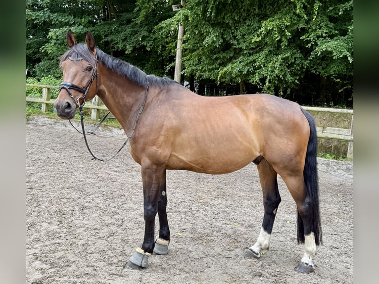 Westfale Wallach 11 Jahre 168 cm Dunkelbrauner in Osnabr&#xFC;ck