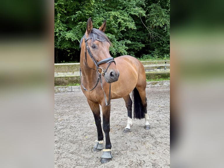Westfale Wallach 11 Jahre 168 cm Dunkelbrauner in Osnabr&#xFC;ck