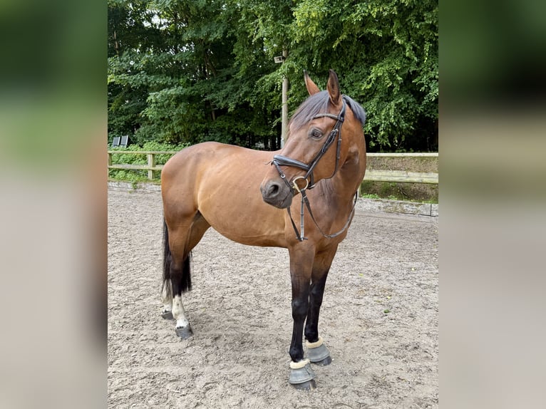 Westfale Wallach 11 Jahre 168 cm Dunkelbrauner in Osnabr&#xFC;ck