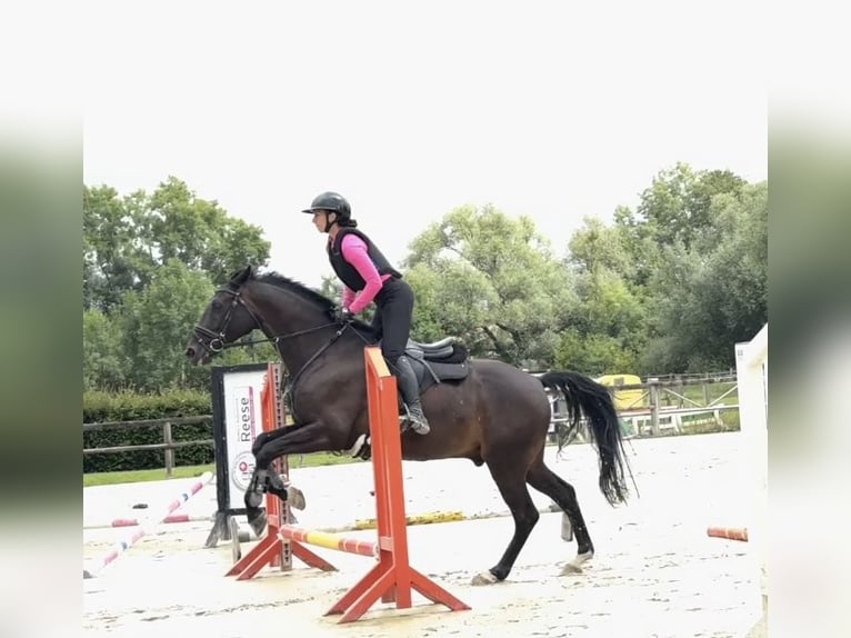 Westfale Wallach 11 Jahre 168 cm Dunkelbrauner in Detmold