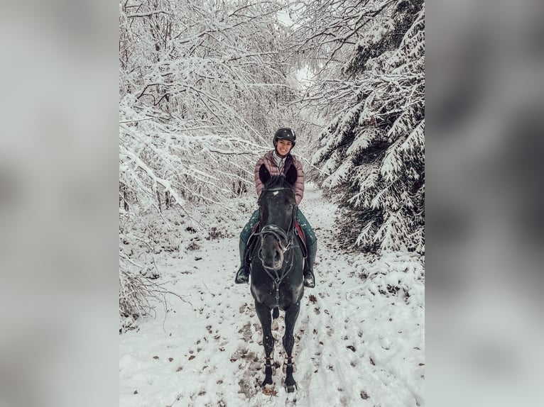 Westfale Wallach 11 Jahre 168 cm Dunkelbrauner in Detmold