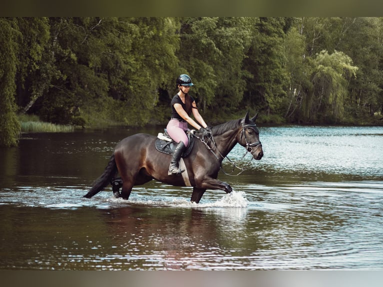 Westfale Wallach 11 Jahre 168 cm Dunkelbrauner in Detmold