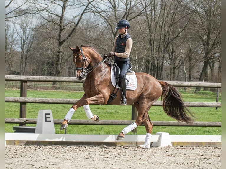 Westfale Wallach 11 Jahre 168 cm Fuchs in Pilisjászfalu