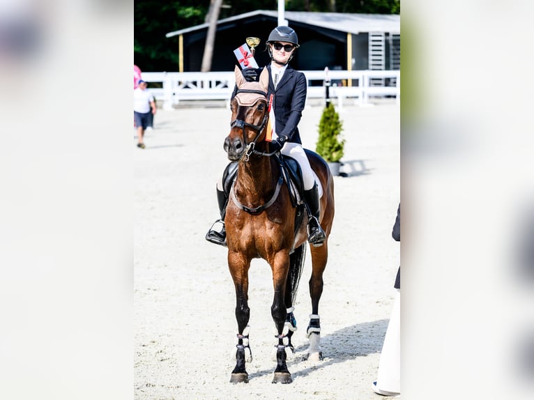 Westfale Wallach 11 Jahre 168 cm Rotbrauner in Smogorzów