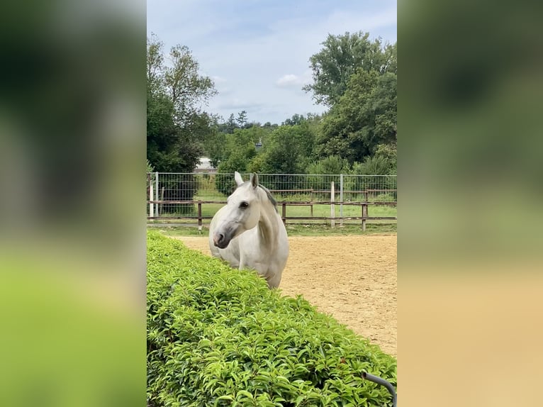 Westfale Wallach 11 Jahre 168 cm Schimmel in Brechen