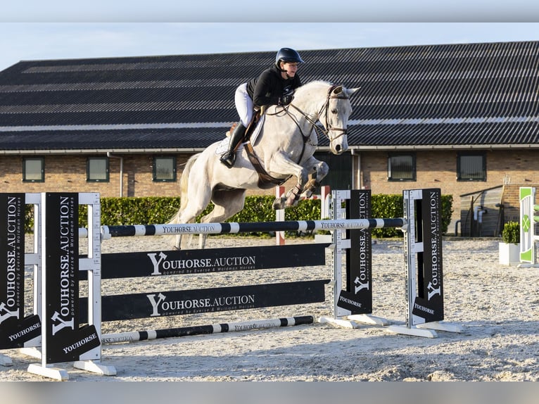 Westfale Wallach 11 Jahre 168 cm Schimmel in Waddinxveen