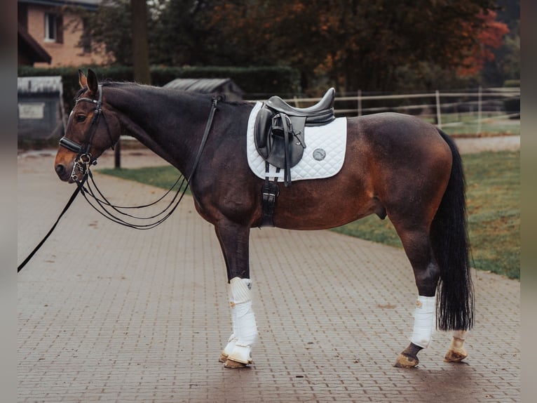 Westfale Wallach 11 Jahre 169 cm Brauner in Bielefeld