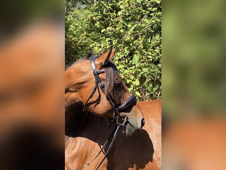 Westfale Wallach 11 Jahre 169 cm Brauner in Kirchberg an der Raab
