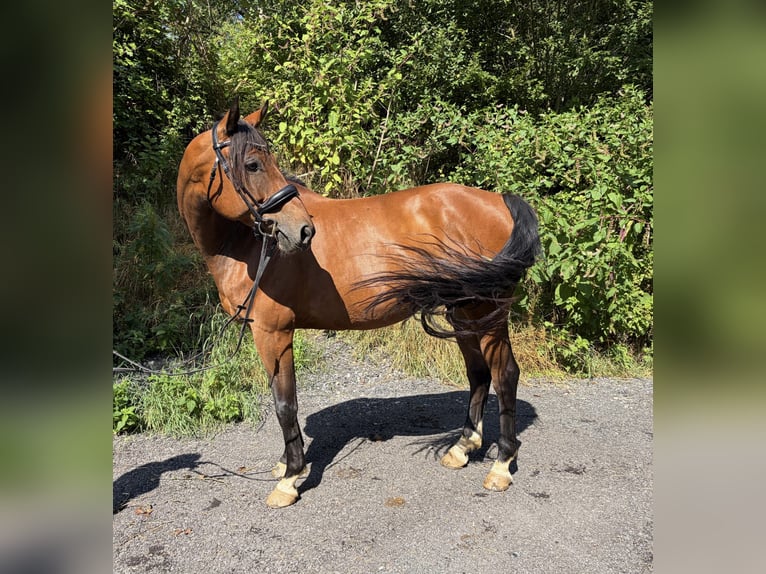 Westfale Wallach 11 Jahre 169 cm Brauner in Kirchberg an der Raab