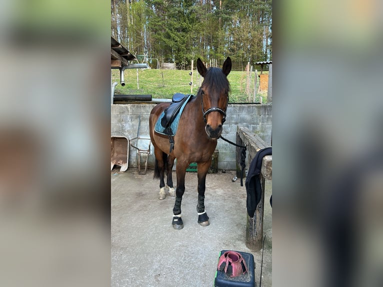 Westfale Wallach 11 Jahre 169 cm Brauner in Kirchberg an der Raab