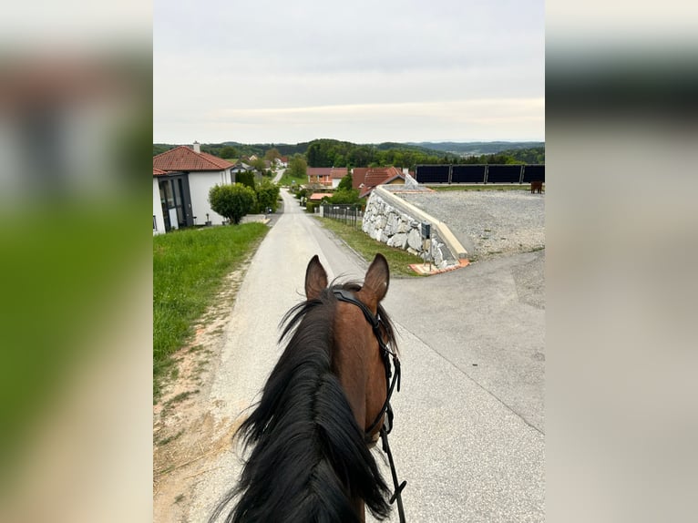 Westfale Wallach 11 Jahre 169 cm Brauner in Kirchberg an der Raab