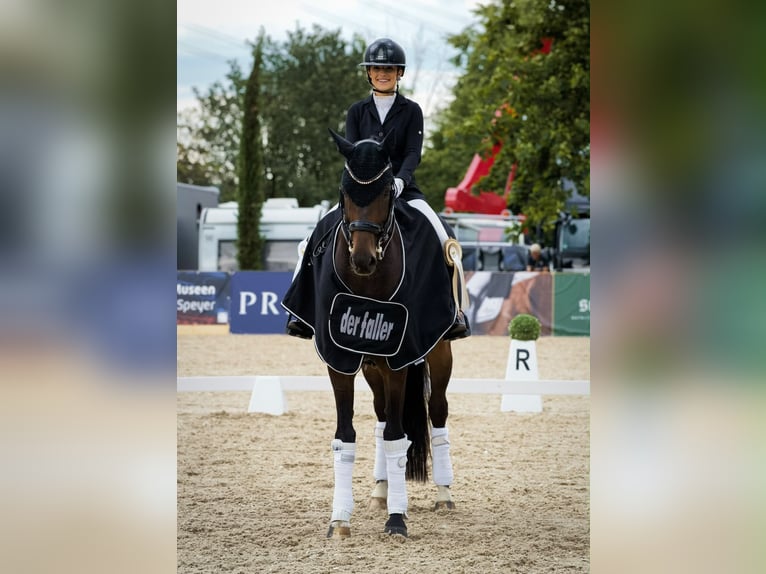 Westfale Wallach 11 Jahre 170 cm Dunkelbrauner in Tauberrettersheim