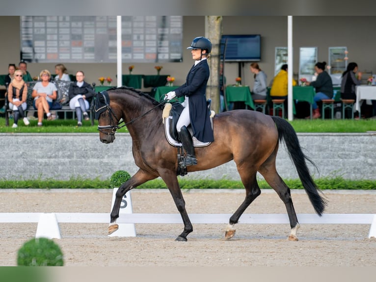 Westfale Wallach 11 Jahre 170 cm Dunkelbrauner in Tauberrettersheim