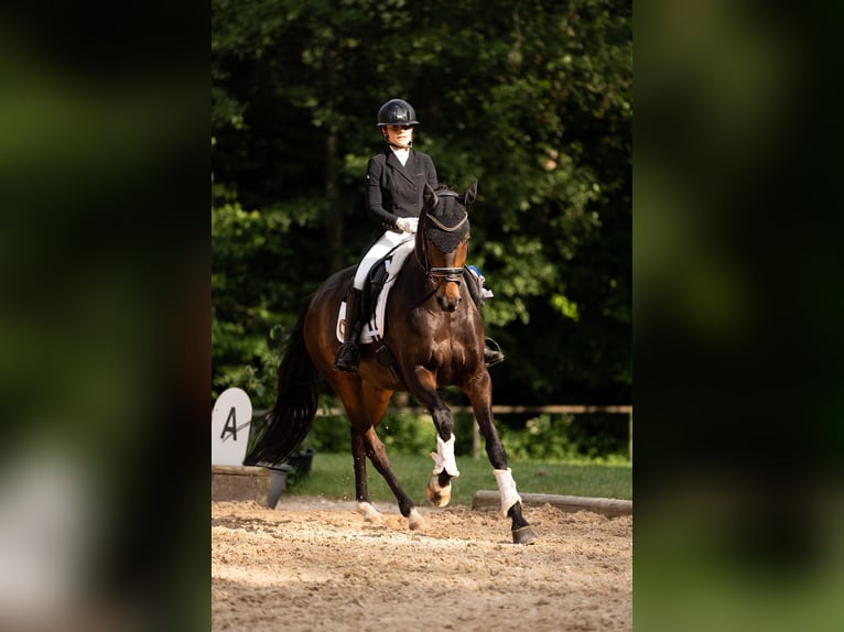 Westfale Wallach 11 Jahre 170 cm Dunkelbrauner in Tauberrettersheim