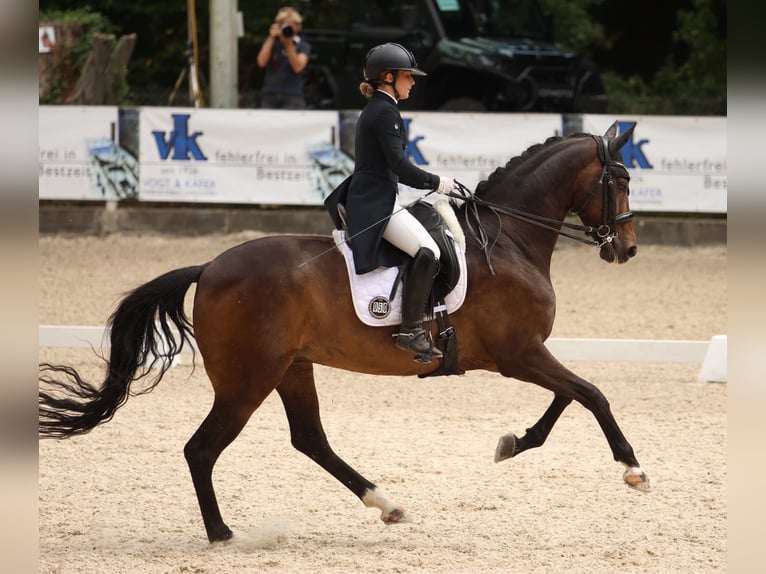 Westfale Wallach 11 Jahre 170 cm Dunkelbrauner in Tauberrettersheim