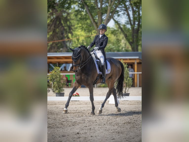 Westfale Wallach 11 Jahre 170 cm Dunkelbrauner in Tauberrettersheim
