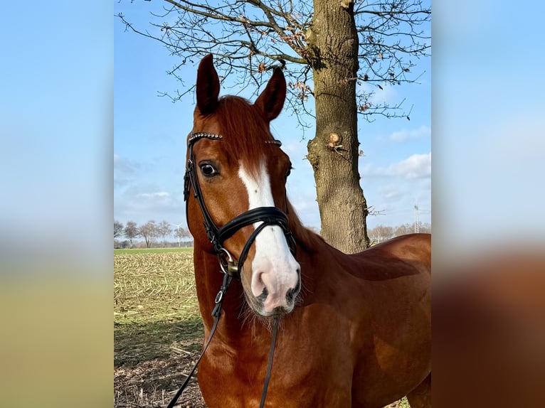 Westfale Wallach 11 Jahre 170 cm Fuchs in Stade