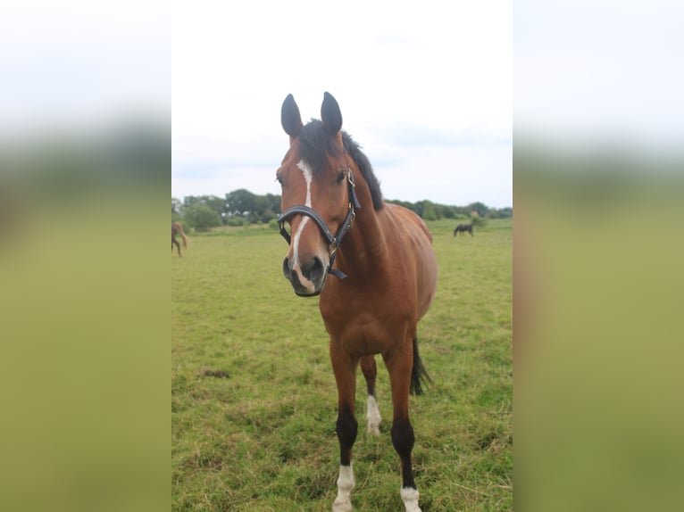 Westfale Wallach 11 Jahre 170 cm Hellbrauner in Varel