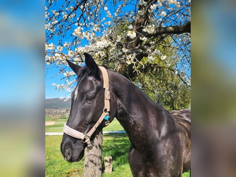 Westfale Wallach 11 Jahre 170 cm Rappe in Breuberg