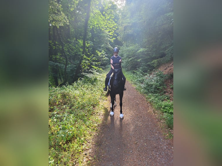 Westfale Wallach 11 Jahre 170 cm Rappe in Breuberg