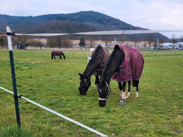 Westfale Wallach 11 Jahre 170 cm Rappe in Breuberg
