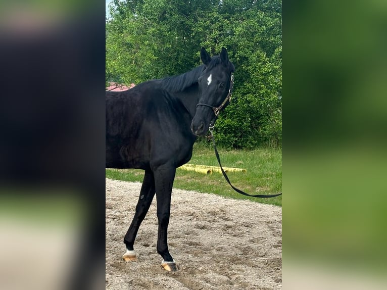Westfale Wallach 11 Jahre 170 cm Rappe in Breuberg