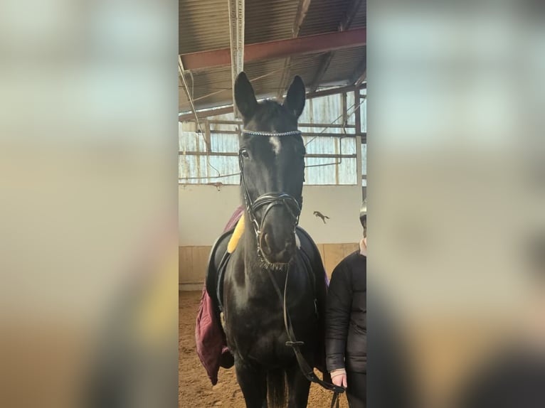 Westfale Wallach 11 Jahre 170 cm Rappe in Breuberg