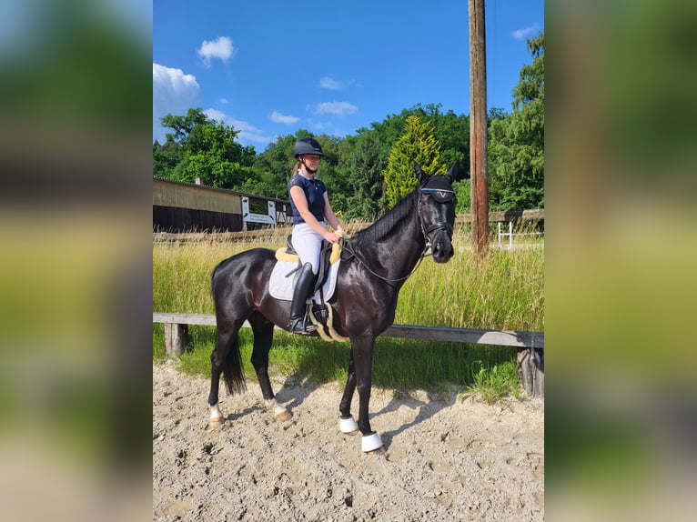 Westfale Wallach 11 Jahre 170 cm Rappe in Breuberg