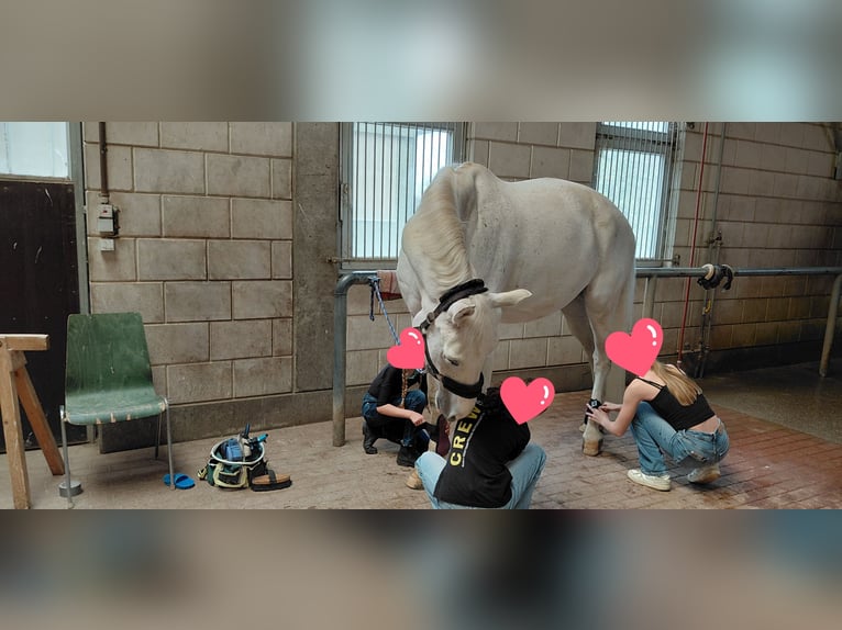 Westfale Wallach 11 Jahre 170 cm Schimmel in Weil der Stadt