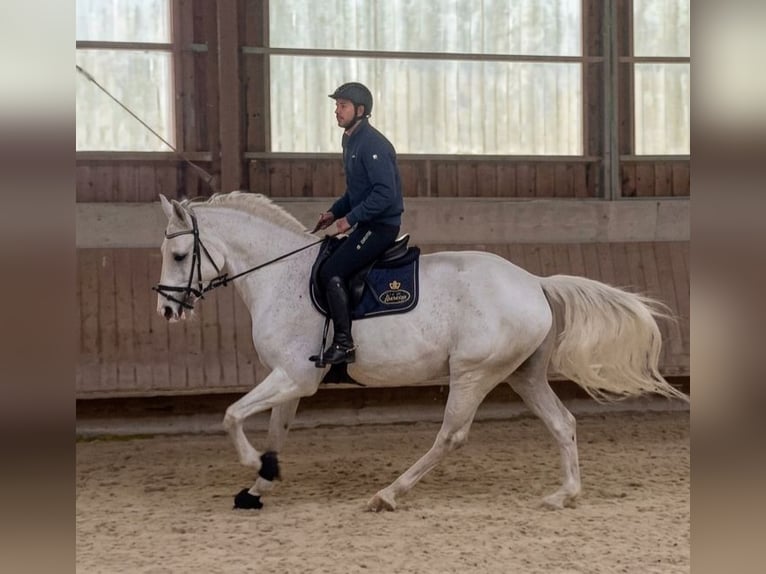 Westfale Wallach 11 Jahre 170 cm Schimmel in Weil der Stadt