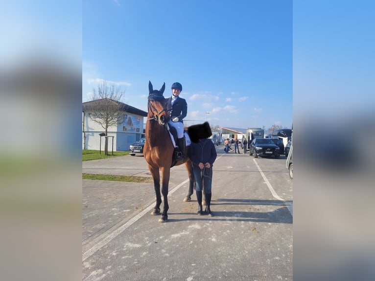Westfale Wallach 11 Jahre 172 cm Brauner in Langenzenn