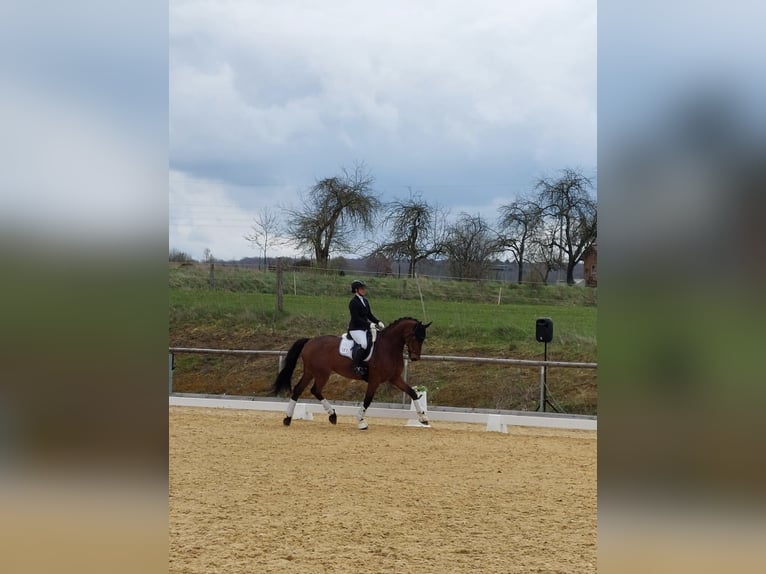 Westfale Wallach 11 Jahre 172 cm Brauner in Langenzenn