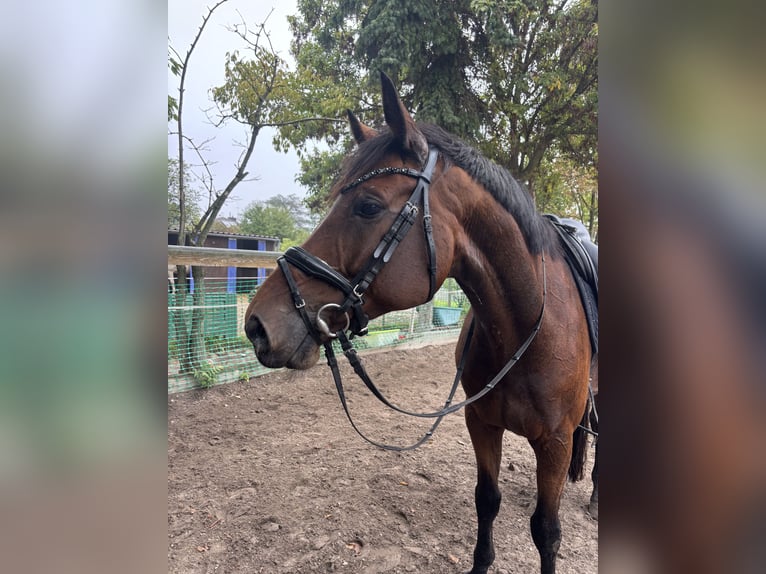 Westfale Wallach 11 Jahre 172 cm Brauner in Langenzenn