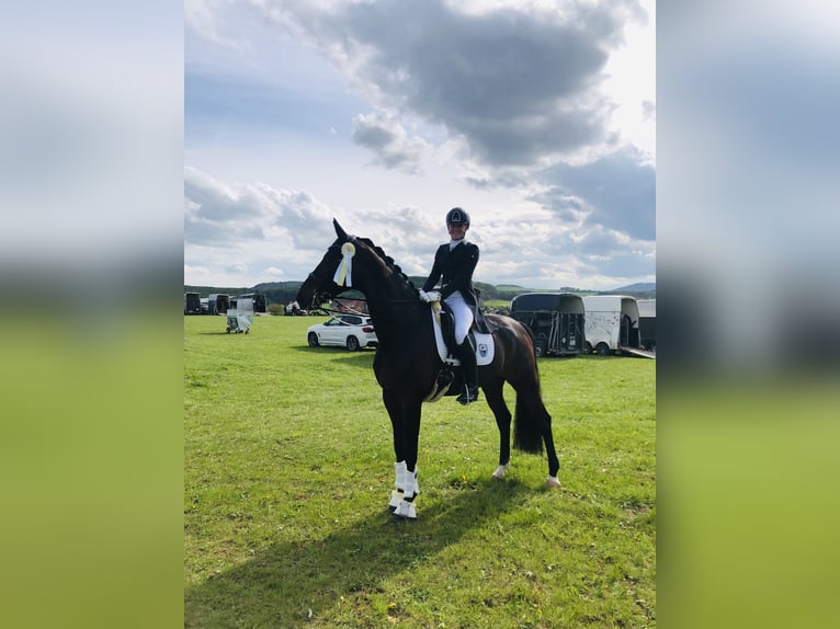 Westfale Wallach 11 Jahre 172 cm Brauner in Paderborn