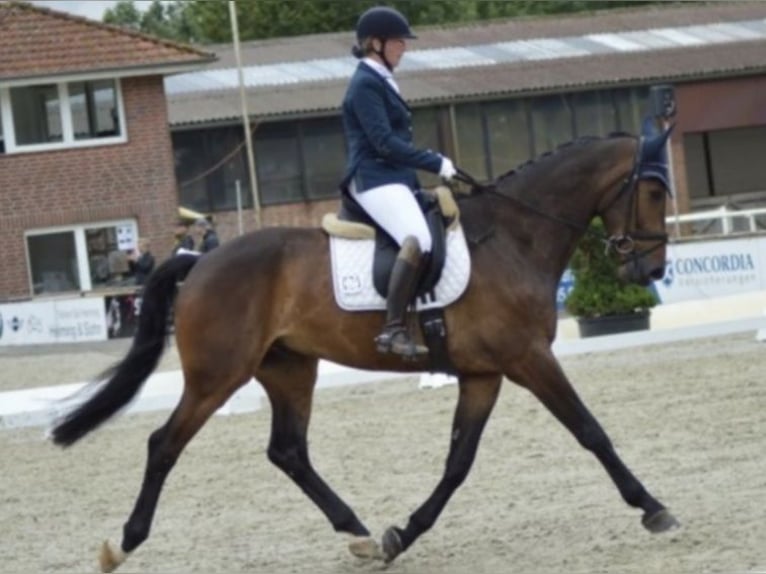 Westfale Wallach 11 Jahre 172 cm Brauner in Bönen