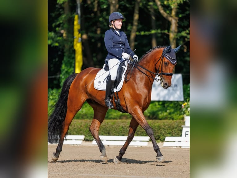 Westfale Wallach 11 Jahre 172 cm  in Niederkrüchten